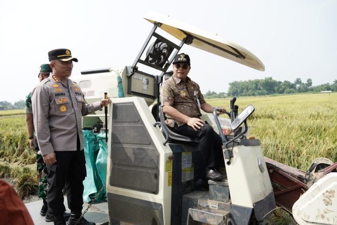 
					Bupati Pati Hadiri Panen Raya Padi, Targetkan Produktivitas 10 Ton/Hektar