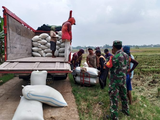 
					Petani Sumringah, BULOG Pati Serap Gabah Rp6.500/kg