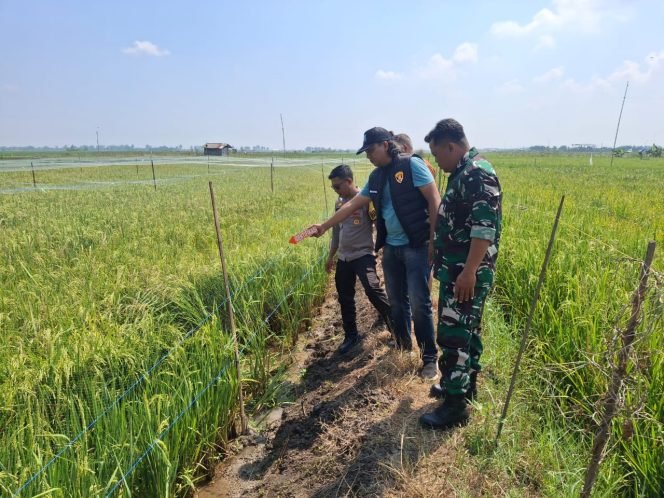 
					Warga Gadingrejo Tewas Tersengat Listrik di Area Persawahan