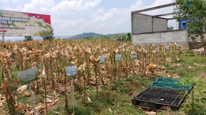 
					Harga Jagung Pipil di Pati Sentuh Rp 4.700 per Kilogram, Petani Raup Untung Besar