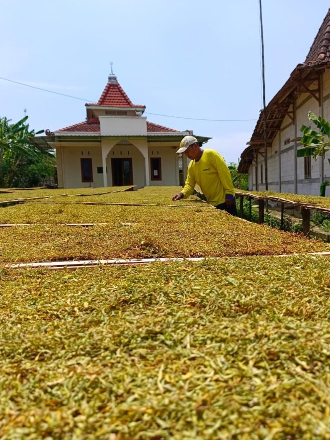 
					Cuaca Basah Turunkan Kualitas Tembakau Pati, Harga Tetap di Kisaran Rp 25–40 Ribu per Kilogram