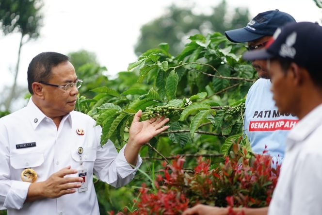 
					Bupati Sudewo Tinjau Sentra Tape, Jeruk Pamelo, dan Kopi di Gembong