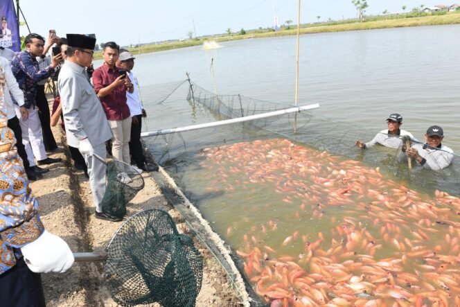 
					Bandang Soroti Nasib Petambak Nila Salin, Terhimpit Pakan Mahal dan Harga Panen Rendah
