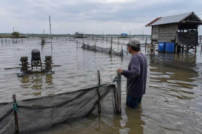 
					Kerugian Petani Tambak Tak Kalah dari Petani Padi, Muntamah Minta Pemerintah Bertindak